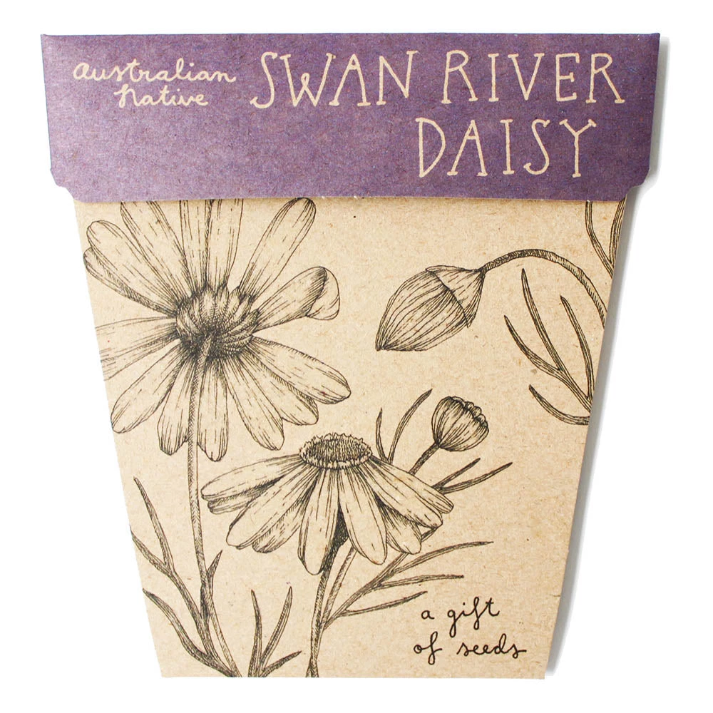 Sow N Sow Swan River Daisy Gift Of Seeds Sale 3 Sow N Sow Swan River Daisy Gift Of Seeds Sale